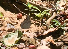 Dophla evelina compta
