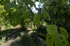 Bucculatrix frangutella