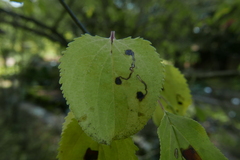 Bucculatrix frangutella