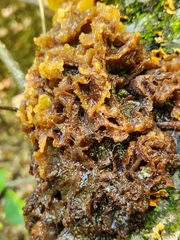 Phaeotremella foliacea
