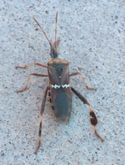 Leptoglossus clypealis