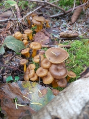 Craterellus tubaeformis