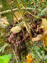 Phaeotremella foliacea
