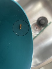 Pseudomyrmex pallidus