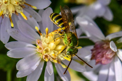 Agapostemon splendens