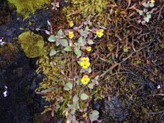 Erythranthe alsinoides