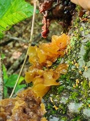 Phaeotremella foliacea