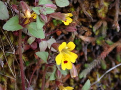 Erythranthe alsinoides