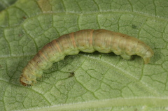 Eupithecia pulchellata