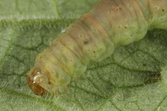 Eupithecia pulchellata