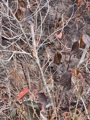 Acalypha amentacea subsp. wilkesiana image