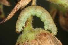 Eupithecia pulchellata