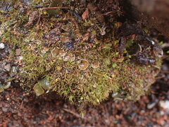 Psoroma hypnorum