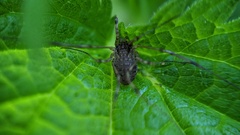 Oligolophus tridens