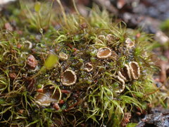 Psoroma hypnorum