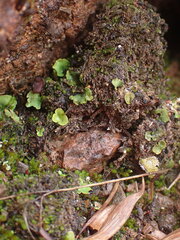 Peltigera venosa