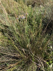 Juncus maritimus