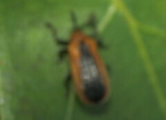Odontota dorsalis