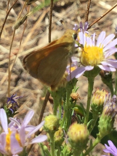 iNaturalist observation photo of Woodland Skipper