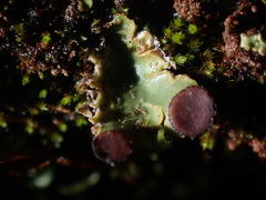 Peltigera venosa