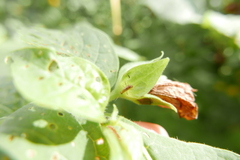 Dicyphus hyalinipennis