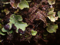 Peltigera venosa