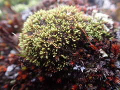Conostomum tetragonum