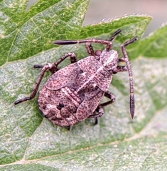 Stictopleurus