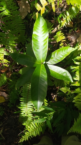 Ixora mooreensis observed 2022-09-20