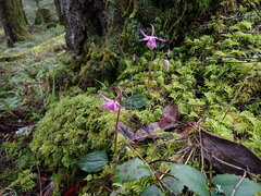 Calypso bulbosa occidentalis