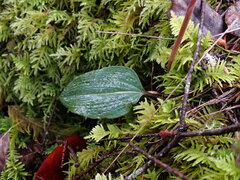 Calypso bulbosa occidentalis