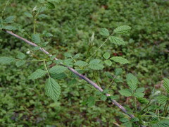Rubus leucodermis leucodermis