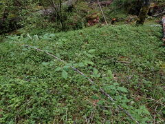 Rubus leucodermis leucodermis