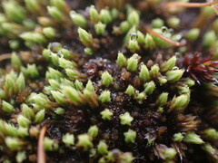 Conostomum tetragonum