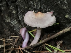Inocybe pallidicremea