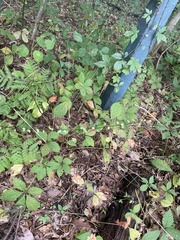 Persicaria virginiana