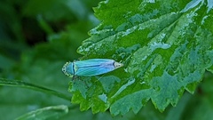 Cicadella viridis