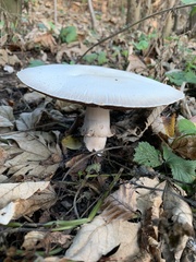 Agaricus