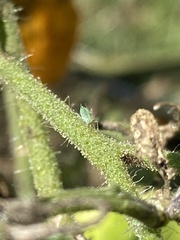Macrosiphum euphorbiae