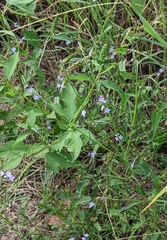Verbena xutha