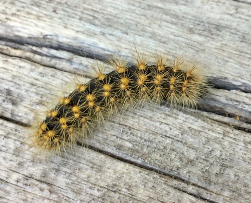 iNaturalist observation photo of Lupine Dagger