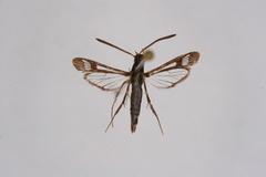Synanthedon