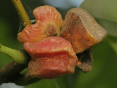 Andricus quercusstrobilanus