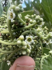 Heliotropium arboreum