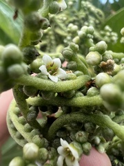 Heliotropium arboreum