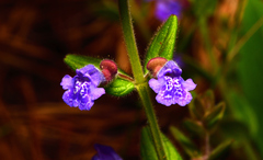 Scutellaria parvula