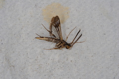 Synanthedon