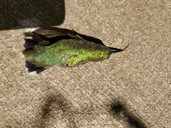 Archilochus colubris