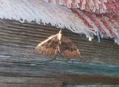 Xanthorhoe quadrifasiata