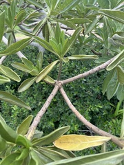 Heliotropium arboreum